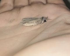 Phragmataecia castaneae