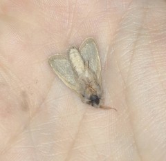 Phragmataecia castaneae