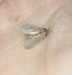 Phragmataecia castaneae