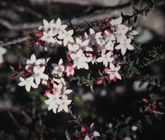 Philotheca buxifolia