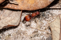 Pseudomethoca sanbornii