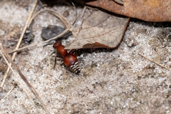 Pseudomethoca sanbornii