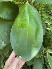 Miconia argentea