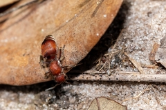 Pseudomethoca sanbornii