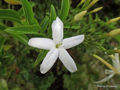 Jasminum azoricum