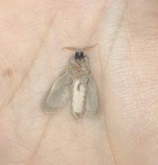 Phragmataecia castaneae