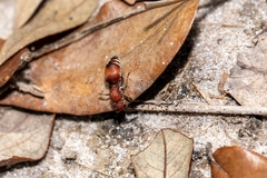 Pseudomethoca sanbornii