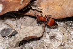 Pseudomethoca sanbornii