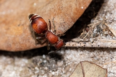 Pseudomethoca sanbornii
