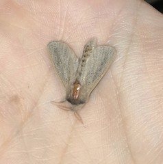 Phragmataecia castaneae