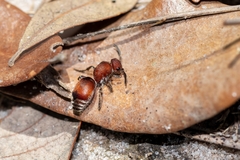 Pseudomethoca sanbornii