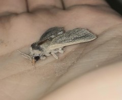 Phragmataecia castaneae