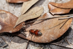 Pseudomethoca sanbornii