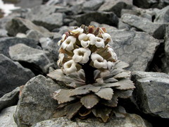 Notothlaspi rosulatum