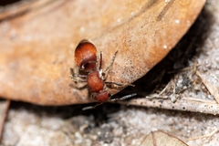 Pseudomethoca sanbornii