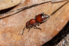 Pseudomethoca sanbornii
