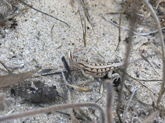 Ctenophorus adelaidensis