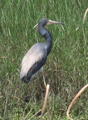 Egretta tricolor image