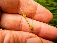 Carex leptalea