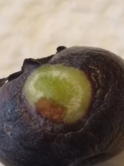 Exobasidium maculosum