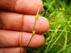 Carex leptalea