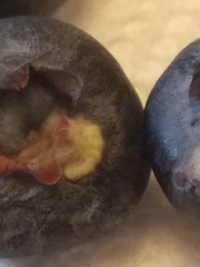 Exobasidium maculosum