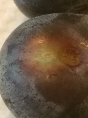 Exobasidium maculosum