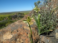Albuca pentheri