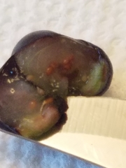 Exobasidium maculosum