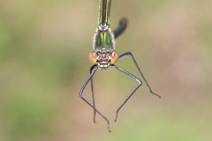 Calopteryx amata