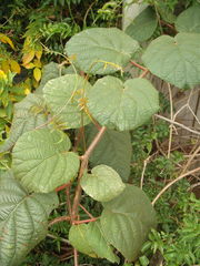 Actinidia