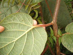 Actinidia