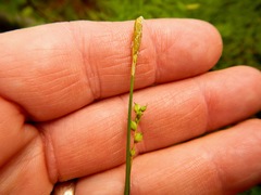 Carex leptonervia
