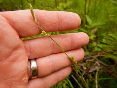 Carex leptonervia