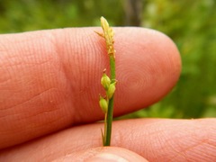 Carex leptonervia