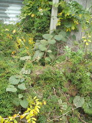 Actinidia