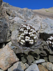 Notothlaspi rosulatum