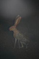 Lepus alleni