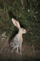 Lepus alleni