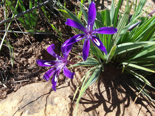 Babiana framesii L.Bolus
