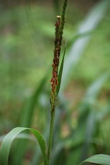 Tripsacum dactyloides
