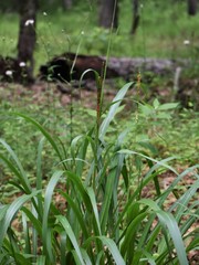 Tripsacum dactyloides