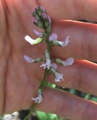 Astragalus robbinsii