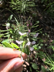 Astragalus robbinsii