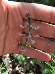 Astragalus robbinsii