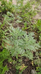 Artemisia absinthium
