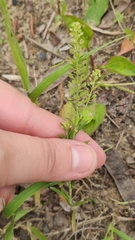 Lepidium densiflorum