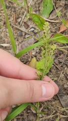 Lepidium densiflorum
