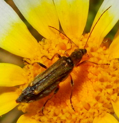 Oedemera barbara