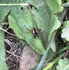Anasimyia anausis